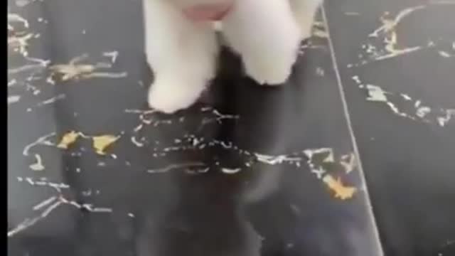 Cute puppy | Cute and Funny Dog Video 2021 Animal video |