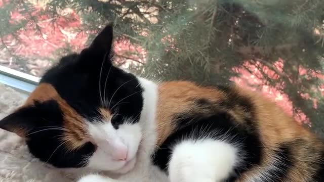 Disregard my breathing, please enjoy my kitten being given a short brushy.