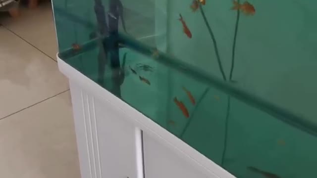 goldfish