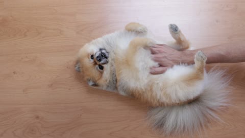 Lovely Dog