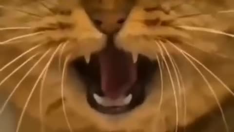 Funny cat •best cute cat video• best vines fun•