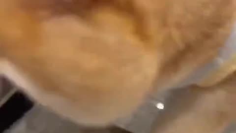 Do you like cute cats
