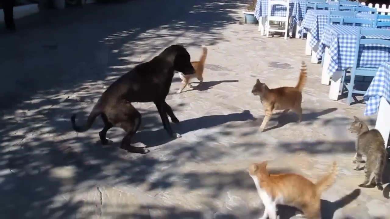 Dog and cat fight