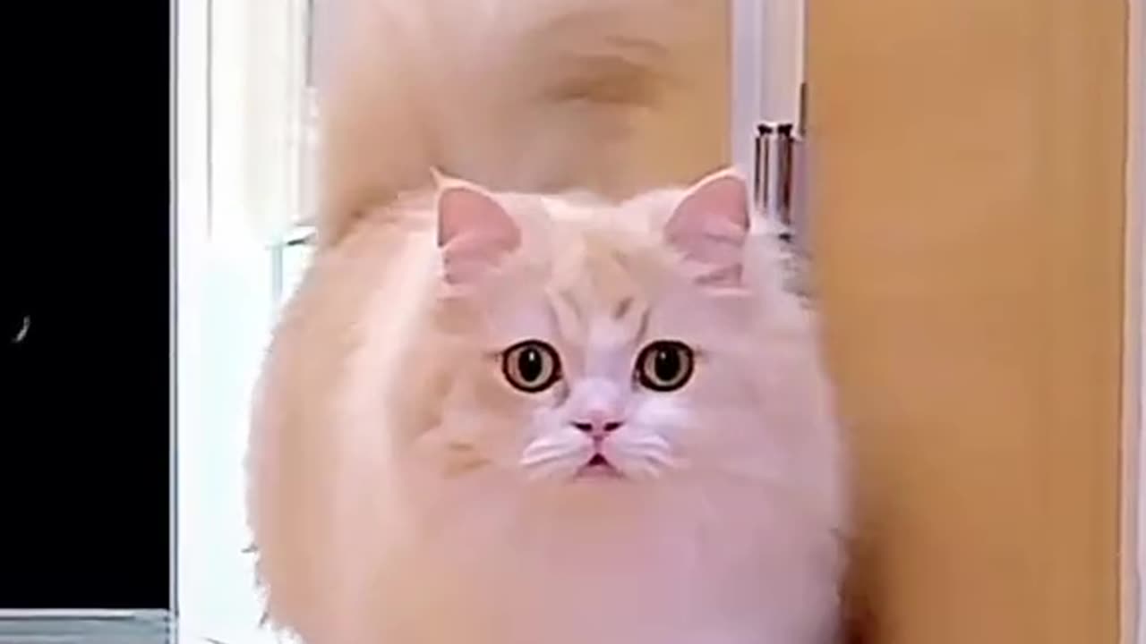 Funny animal [funny animal white cute beautiful cat,kitten ]