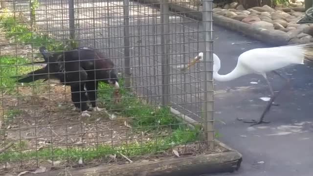 Eagle attacks bird