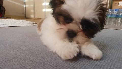 Shih Tzu eating dog gum