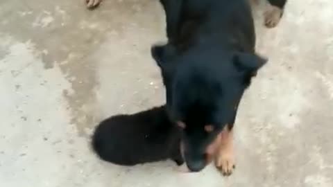 Happy puppies having a good time