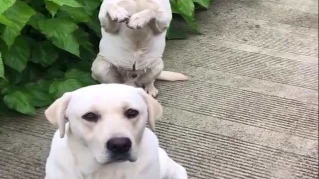 10top Funniest & Cutest Labrador Puppies #2 - Funny Puppy Videos 2022