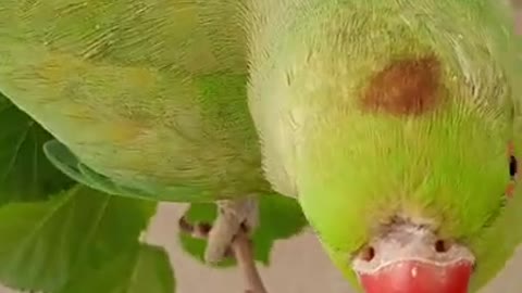 My Cute Parrot 🦜 Want Say Something 😍
