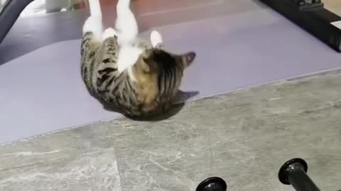 Cat exercise,,Hey, guys.Can you be better than him? Let's try.