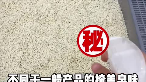 76_16313_爱笑的小年糕_小猫咪讨厌上厕所，原因竟是……#金牌潮宠官 #萌宠头号玩家