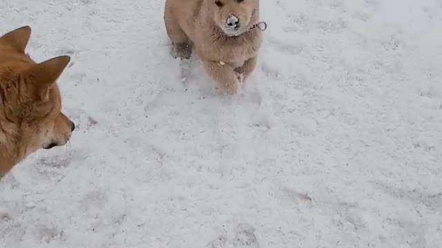 a puppy playing in the snow