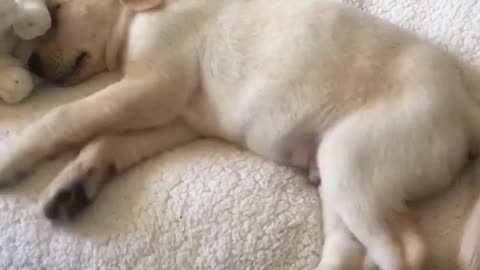 White dog shaking while asleep on pet bed