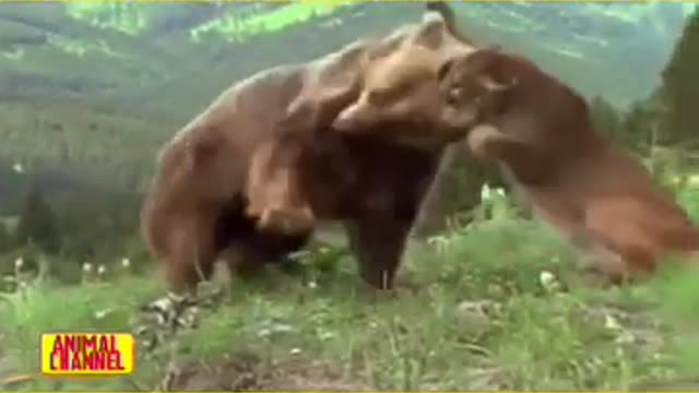 Wild_Video_cougar_vs_bear_||_Puma_vs_bear_||_Lynx_vs_bear__||_#Shorts_||_Animal_Channel_Shorts(360p)