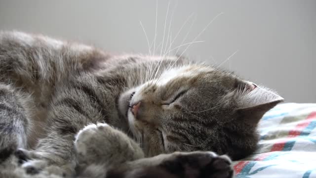 Cute cats in funny 3 of 4 videos
