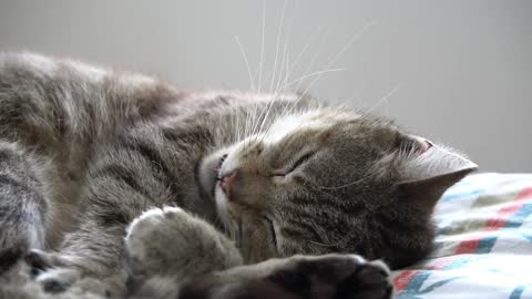 Cute cats in funny 3 of 4 videos