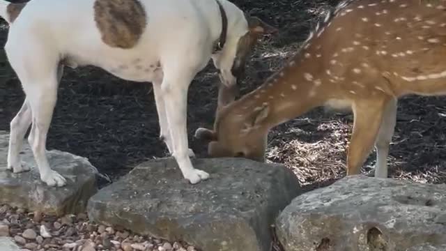 Rescued dog and fawn have become best friends with together