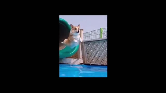 Cute Corgi doing Superman Dive.