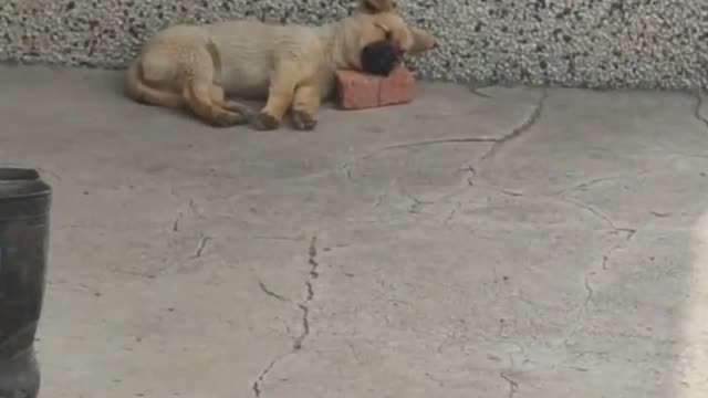 Who can refuse a dog who sleeps on a brick？