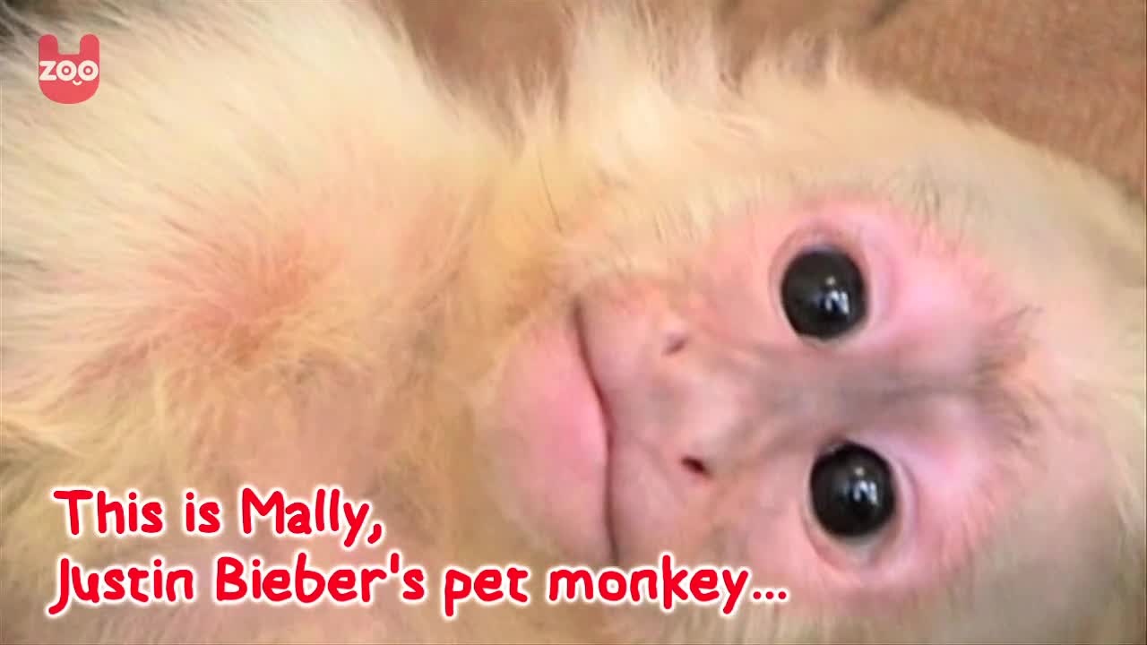 Justin Bieber Abandons Pet Monkey