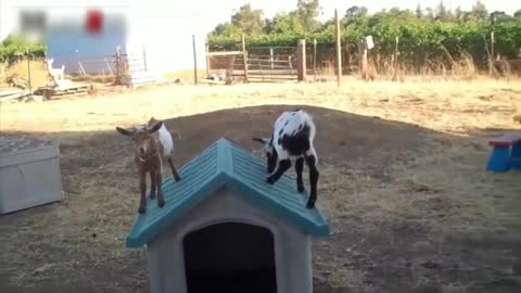 Cutest Baby Goats Playing!