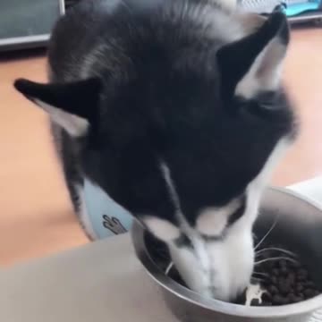 I heard that dog meat soup is delicious