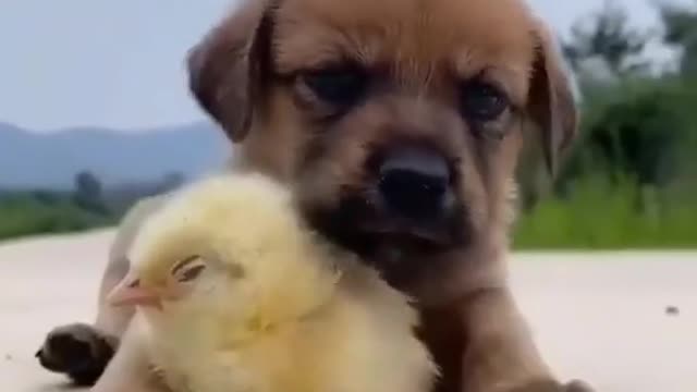 cute dog and baby chicken🐤,it cute.