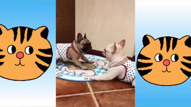 Compilation of Cute and Funny Animals # 2021 - Pet Garden