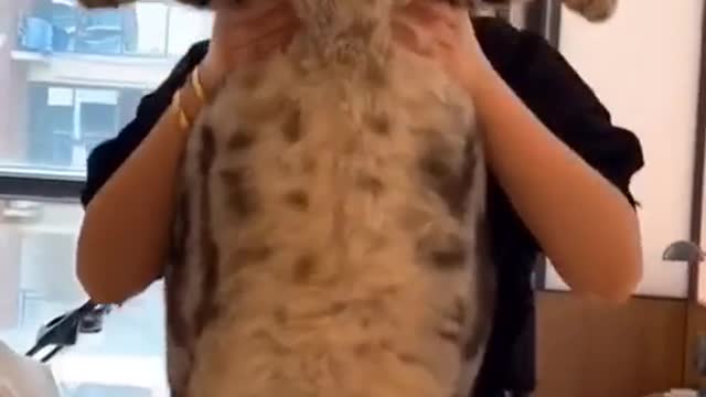 Is this the biggest cat you’ve ever seen?(Wait for the end) #cats #catsoftiktok