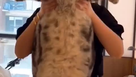 Is this the biggest cat you’ve ever seen?(Wait for the end) #cats #catsoftiktok