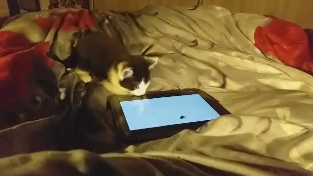 cat wanting to play