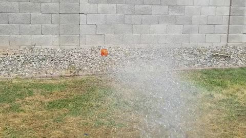 Boxer Tries to Bite Water Coming from Hose