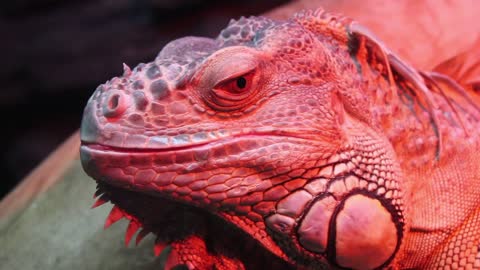 Monitor lizard closeup