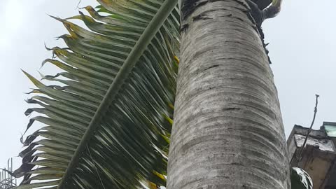 The palms start to dry up