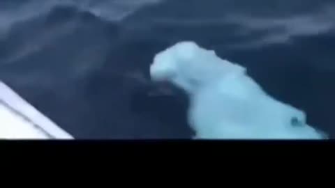 Playing with fish