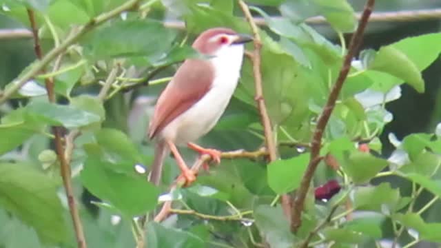 Indian Yellow eyed babbler bird calling