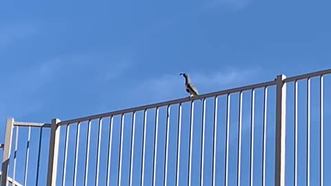 Quail standing on a fence chirping.