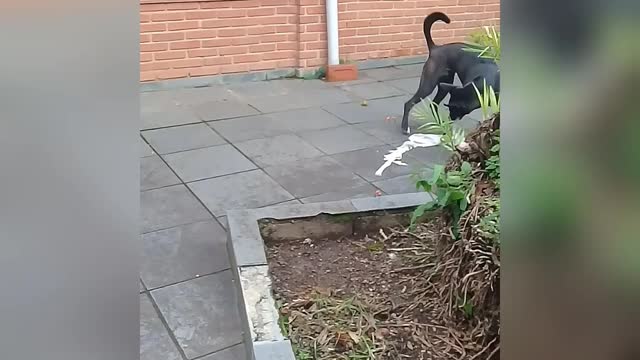 dog playing with fabric