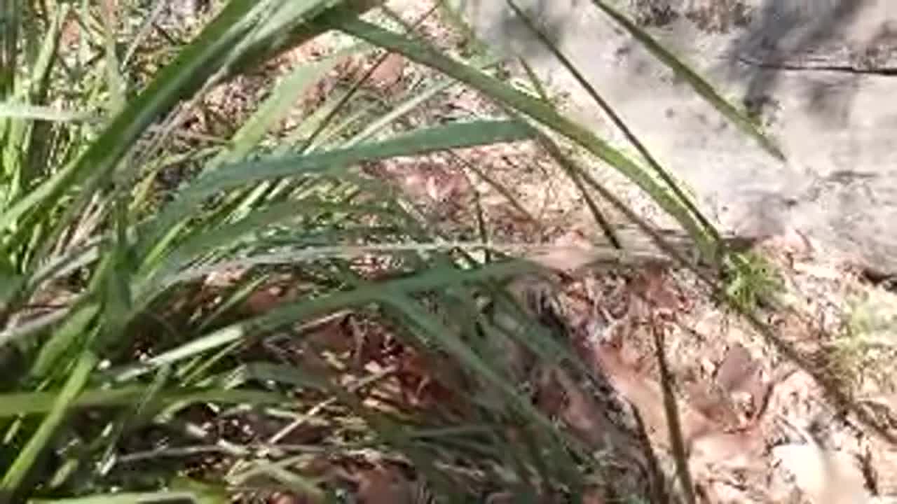 Blokes Becoming Sheilas II (1-12-13)