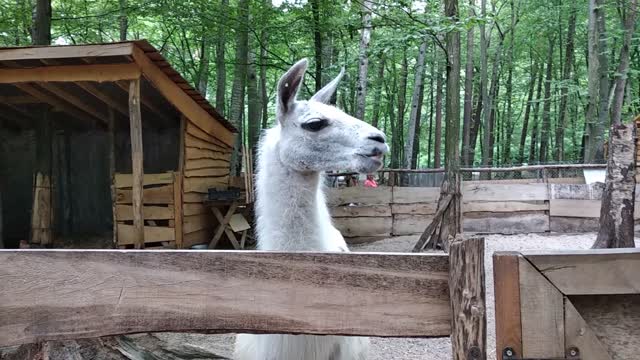 Lama chews grass