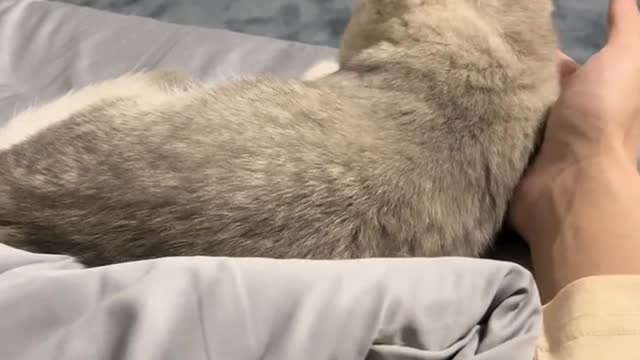 The daily life of the cat