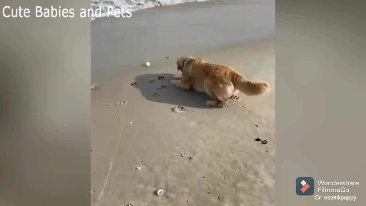 Funny animals dog happy