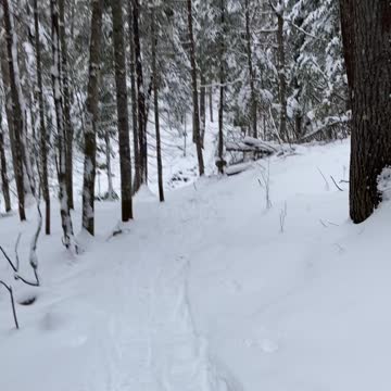 Dicey ridge holy cow