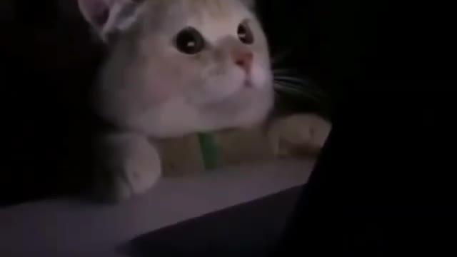 Reaction of cats when.........See till last😂
