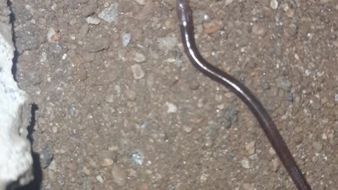 Smallest baby snake in shop