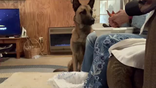 Malinois helps with thanksgiving prep.