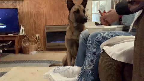 Malinois helps with thanksgiving prep.