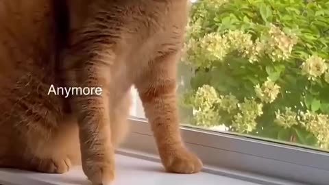 My cat eats flies 😅 Love cats? Like & Share