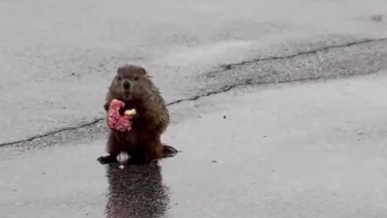 Funny Beaver Eating in the rain