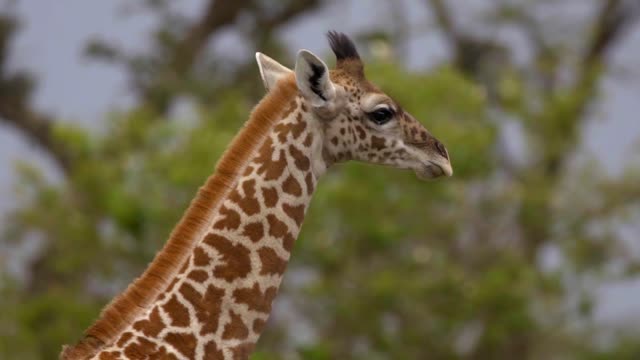 Panning With Walking Giraffe